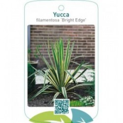 Yucca filamentosa ‘Bright Edge’