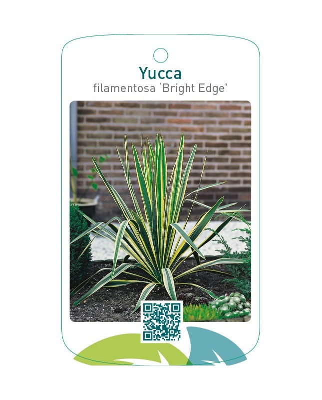 Yucca filamentosa ‘Bright Edge’