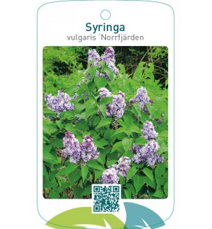 Syringa vulgaris ‘Norrfjärden’