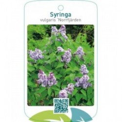Syringa vulgaris ‘Norrfjärden’
