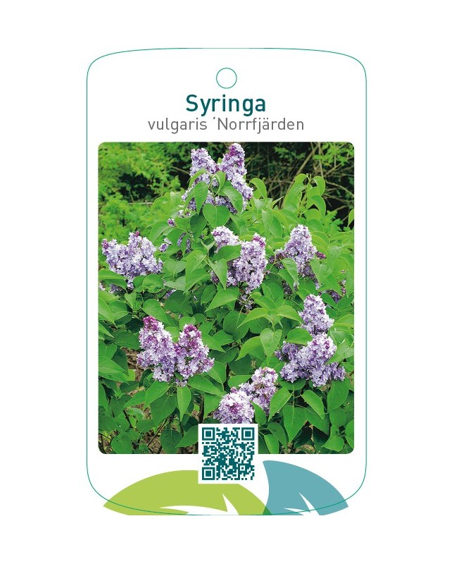 Syringa vulgaris ‘Norrfjärden’