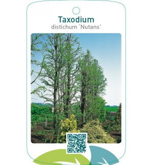 Taxodium distichum ‘Nutans’