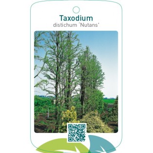 Taxodium distichum ‘Nutans’