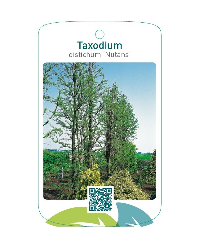 Taxodium distichum ‘Nutans’