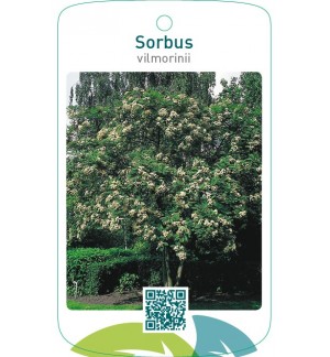 Sorbus vilmorinii