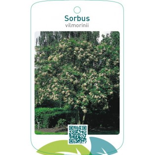 Sorbus vilmorinii