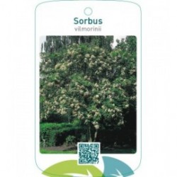 Sorbus vilmorinii
