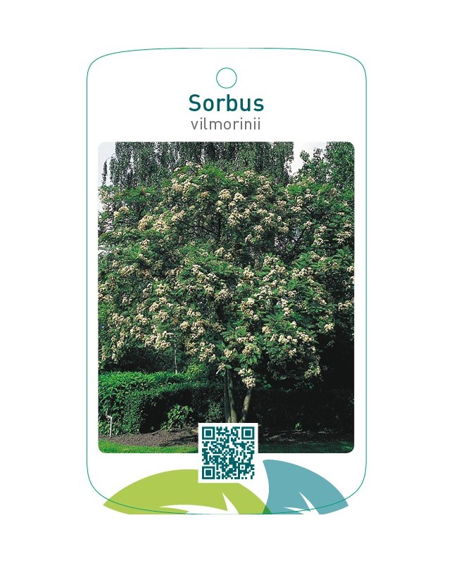 Sorbus vilmorinii