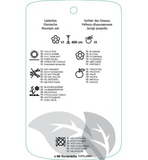 Etichette di Sorbus vilmorinii *