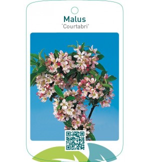 Malus ‘Courtabri’