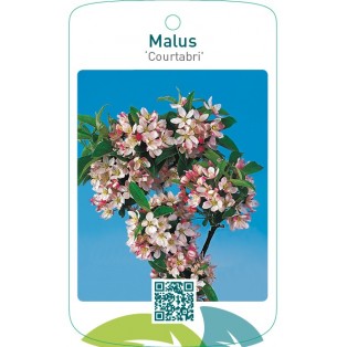 Malus ‘Courtabri’