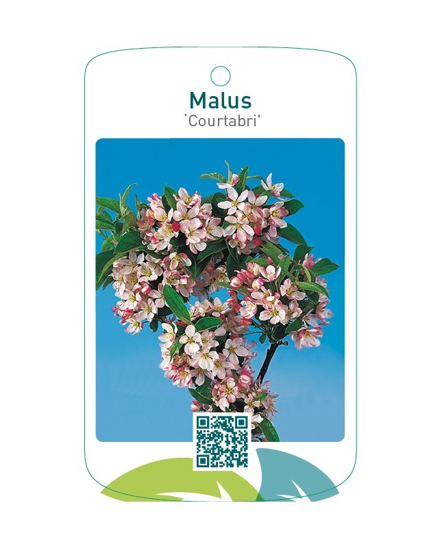 Malus ‘Courtabri’