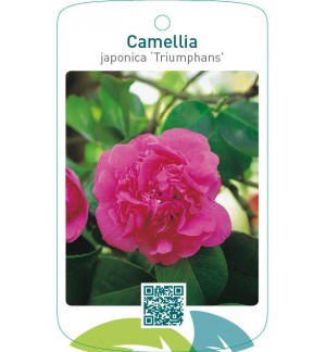 Camellia japonica ‘Triumphans’