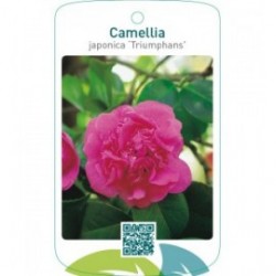 Camellia japonica ‘Triumphans’
