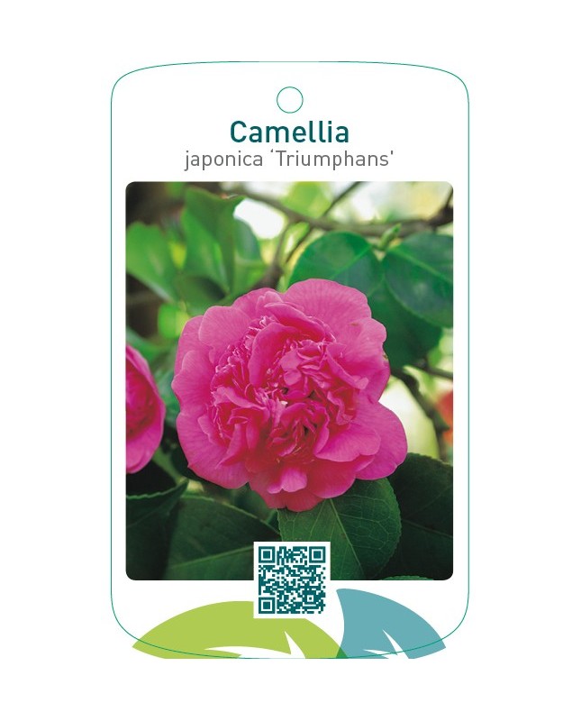 Camellia japonica ‘Triumphans’
