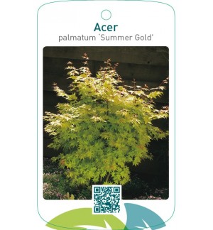 Acer palmatum ‘Summer Gold’