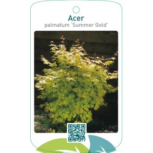 Acer palmatum ‘Summer Gold’