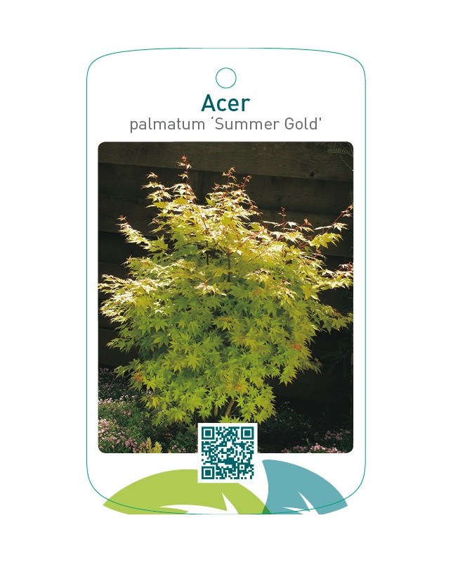 Acer palmatum ‘Summer Gold’