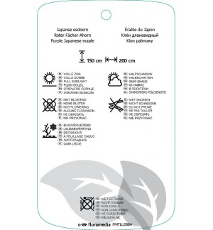 Etichette di Acer palmatum ‘Summer Gold’ *