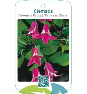 Clematis [Texensis Group] 'Princess Diana'