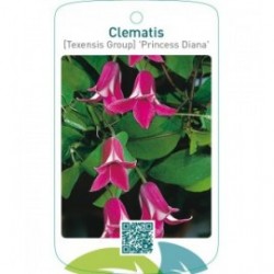 Clematis [Texensis Group] 'Princess Diana'