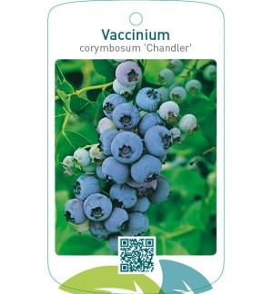 Vaccinium corymbosum ‘Chandler’