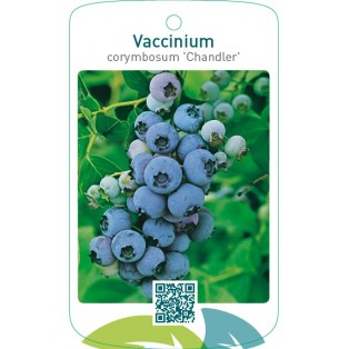 Vaccinium corymbosum ‘Chandler’