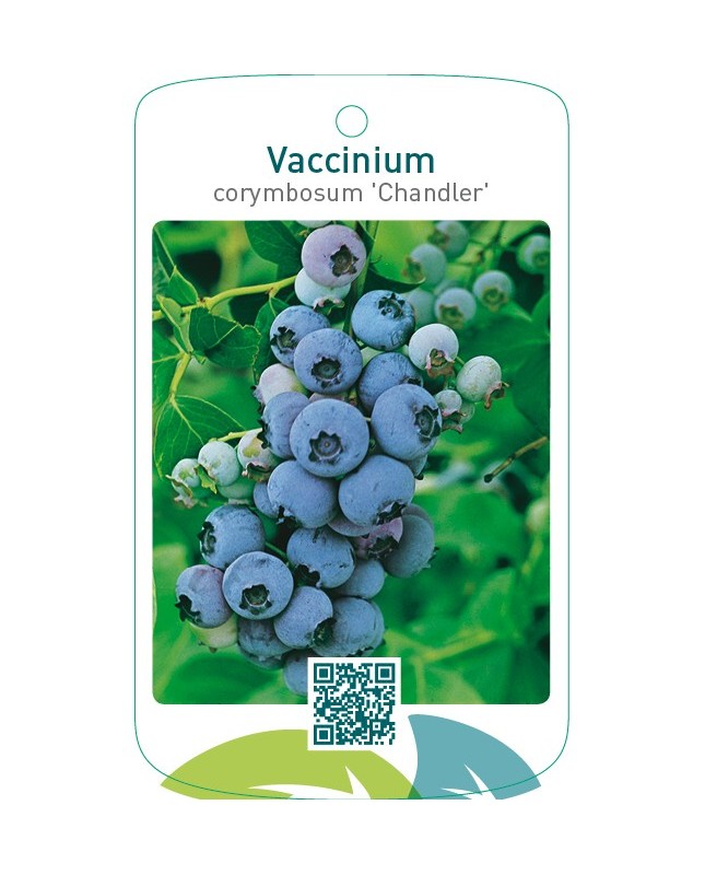 Vaccinium corymbosum ‘Chandler’