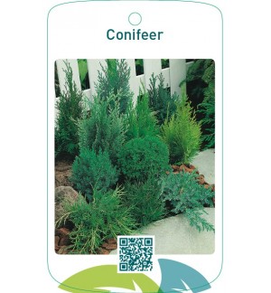 Conifeer mix