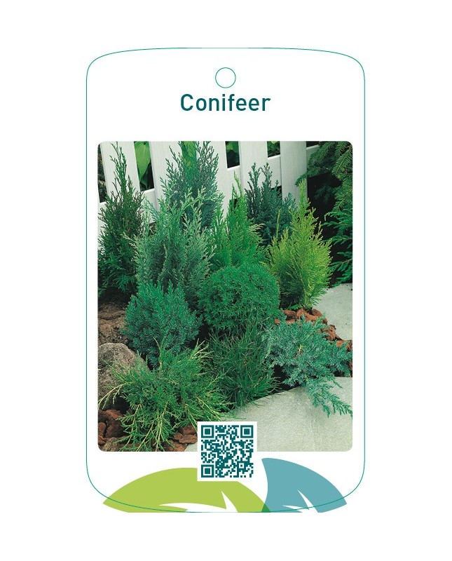 Conifeer mix