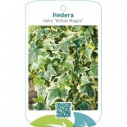 Hedera helix 'Yellow Ripple'