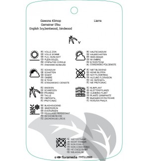 Etichette di Hedira helix 'Yellow Ripple' *