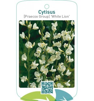 Cytisus [Praecox Group] 'White Lion'