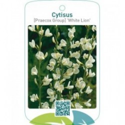 Cytisus [Praecox Group] 'White Lion'