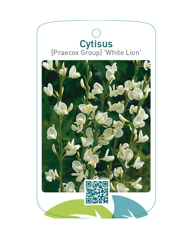 Cytisus [Praecox Group] 'White Lion'