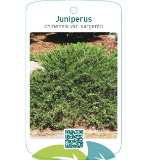 Juniperus chinensis var. sargentii