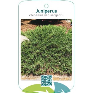Juniperus chinensis var. sargentii