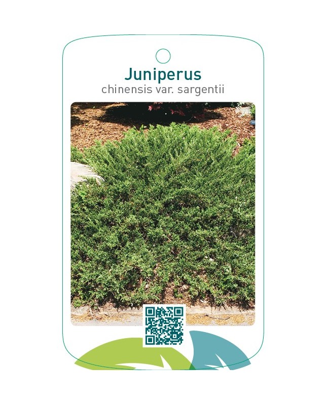 Juniperus chinensis var. sargentii
