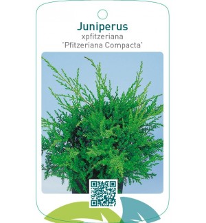 Juniperus xpfitzeriana 'Pfitzeriana Compacta'