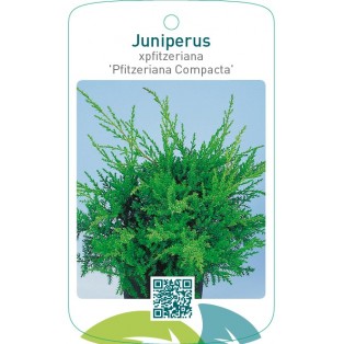 Juniperus xpfitzeriana 'Pfitzeriana Compacta'