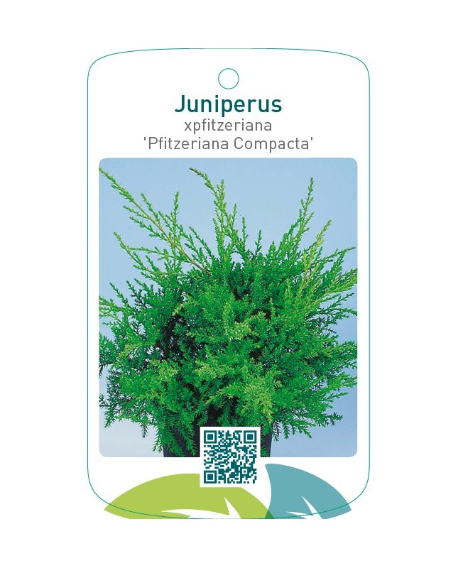 Juniperus xpfitzeriana 'Pfitzeriana Compacta'