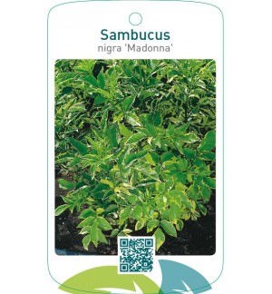 Sambucus nigra 'Madonna'