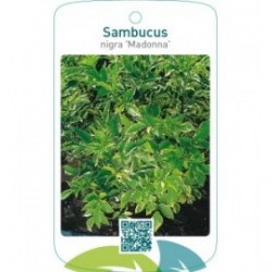 Sambucus nigra 'Madonna'
