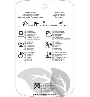 Etichette di Sambucus nigra 'Madonna' *