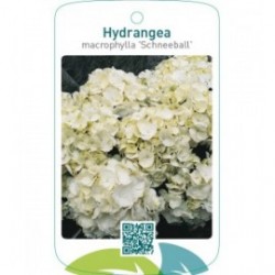 Hydrangea macrophylla 'Schneeball'
