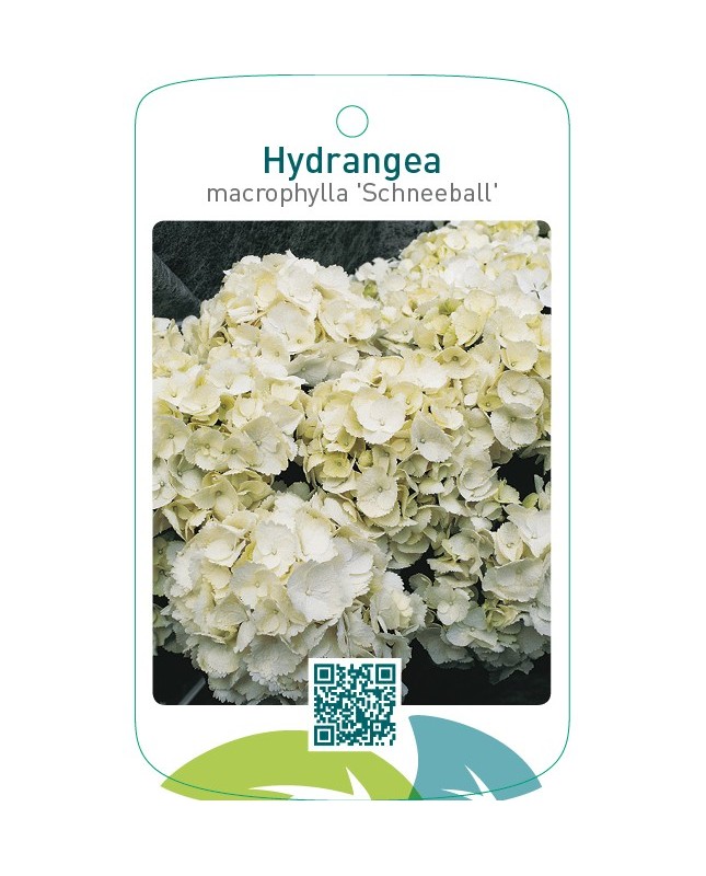 Hydrangea macrophylla 'Schneeball'