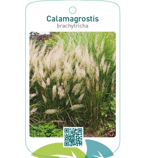 Calamagrostis brachytricha