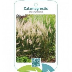 Calamagrostis brachytricha