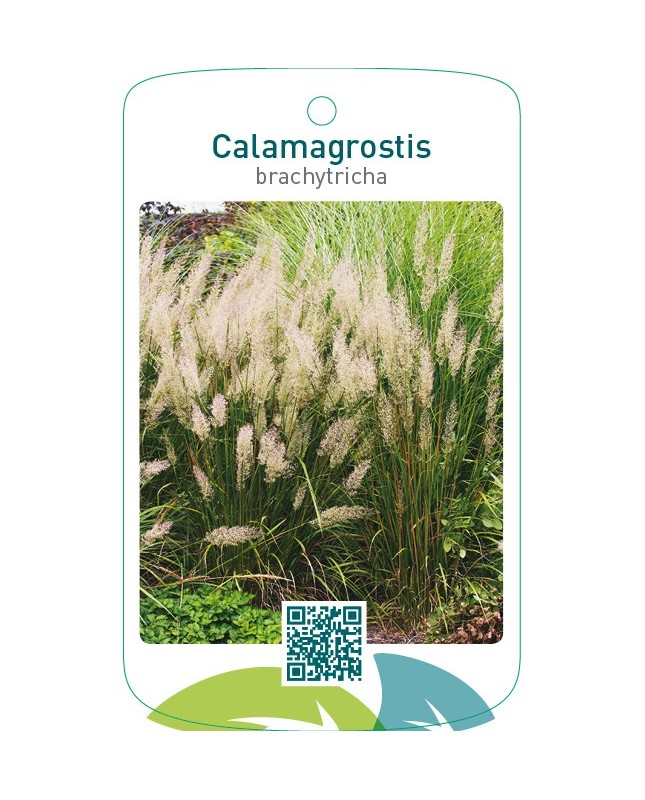 Calamagrostis brachytricha