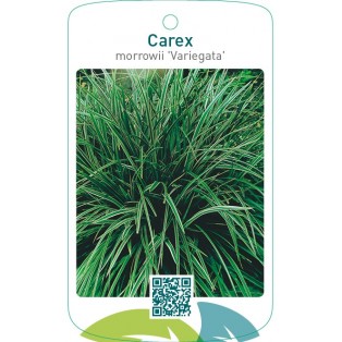 Carex morrowii 'Variegata'